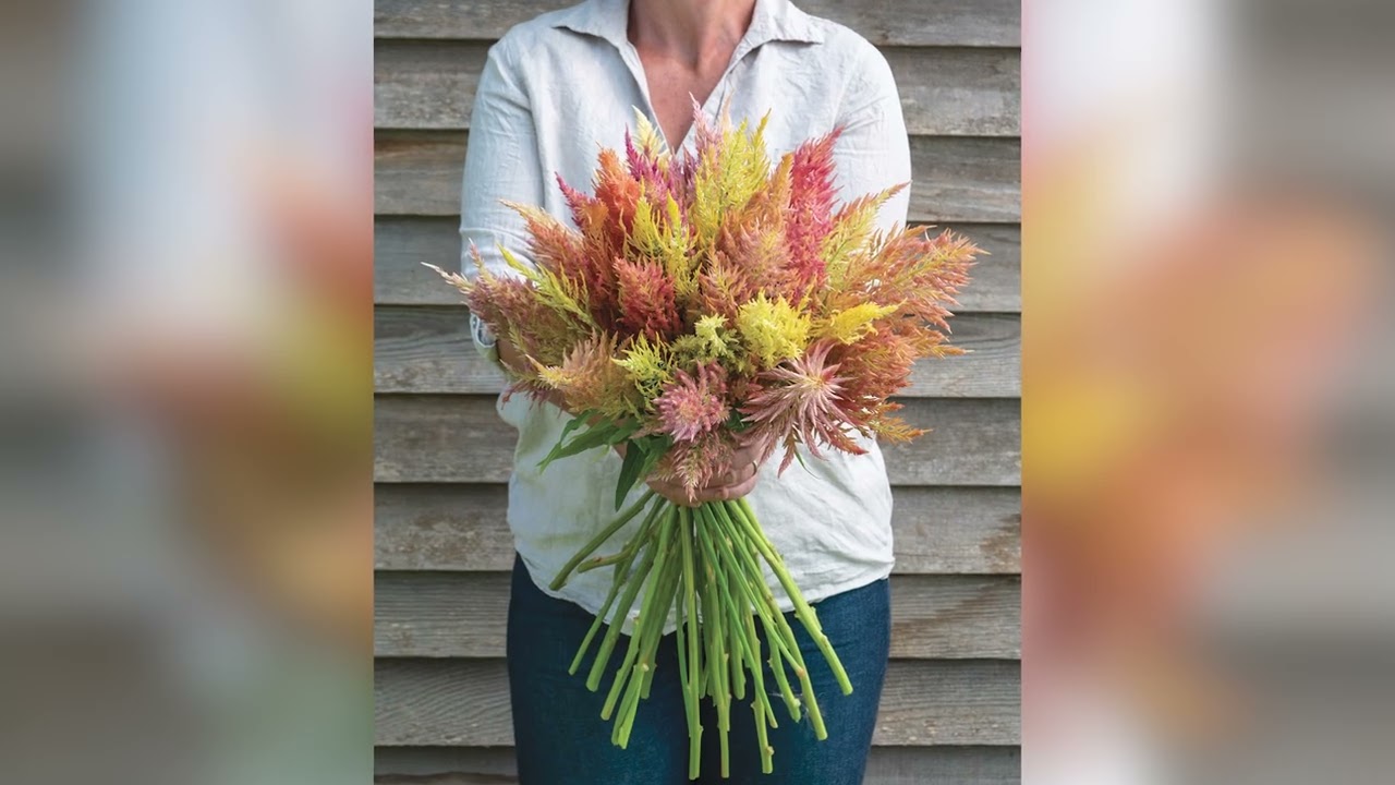 'Shimmer' Celosia &ndash; Bred by Johnny's Selected Seeds