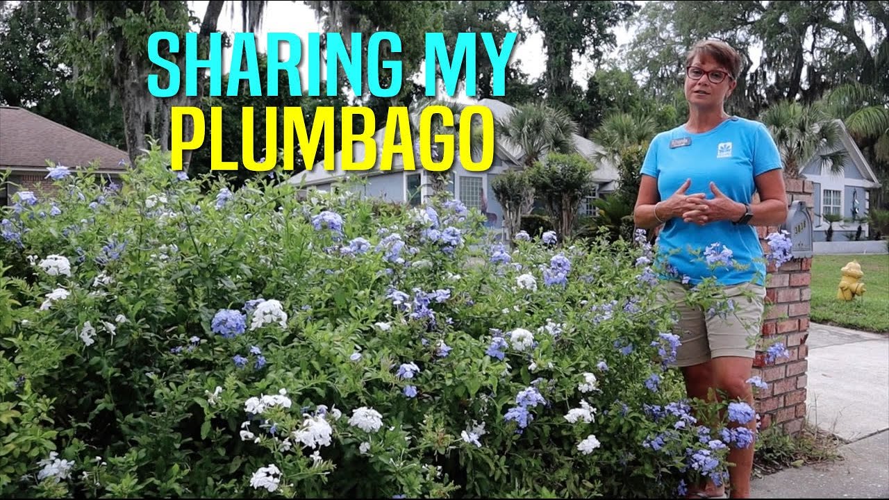 Rhonda Shares Her Plumbago with us