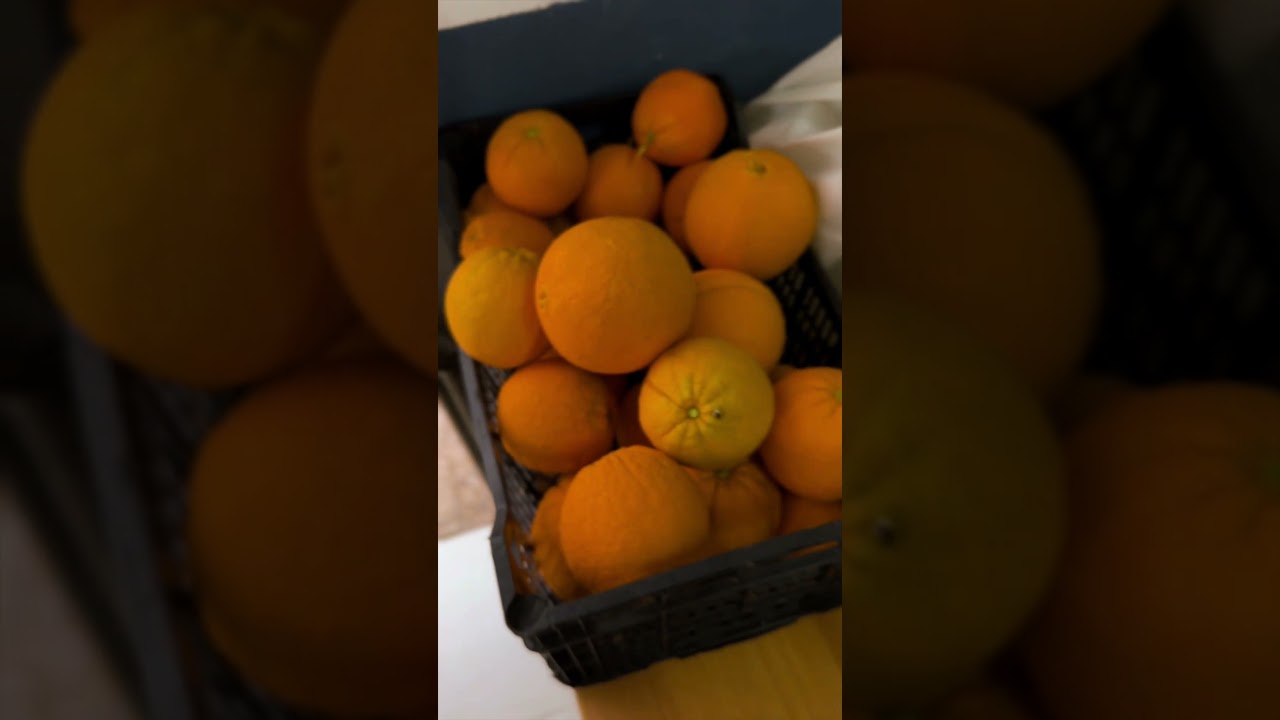 LAS NARANJAS M&Aacute;S GRANDES de Extremadura de la finca de mi suegro &iexcl;Casi 1 kg! 🍊 #shorts #amazing