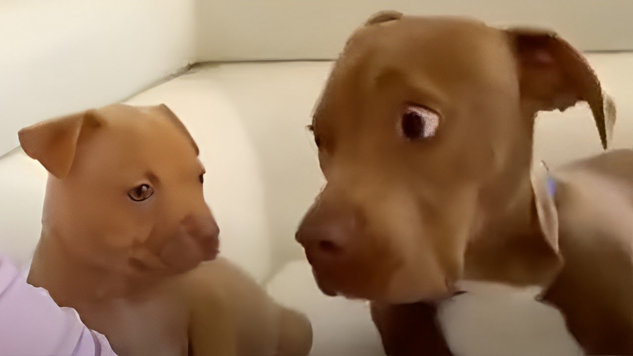Videos De Risa De Animales 2023 - Cuando Dios te envía un perro divertido 😅