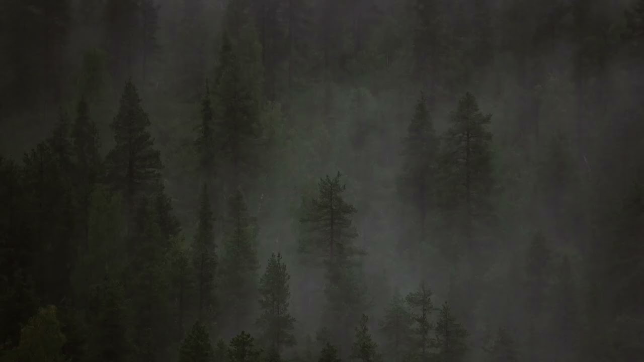 TV TAULU | Suomi | Metsä