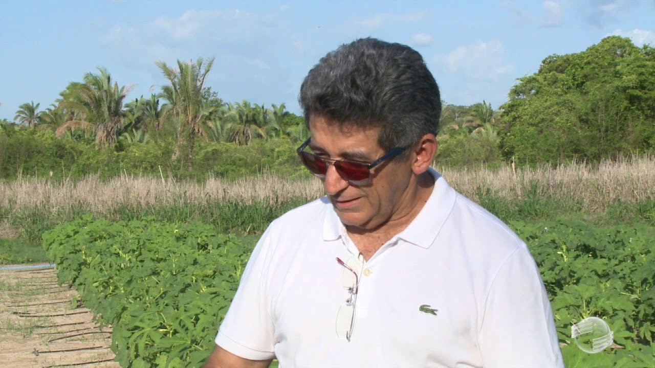 Saiba qual melhor manejo da irrigação na produção de quiabos