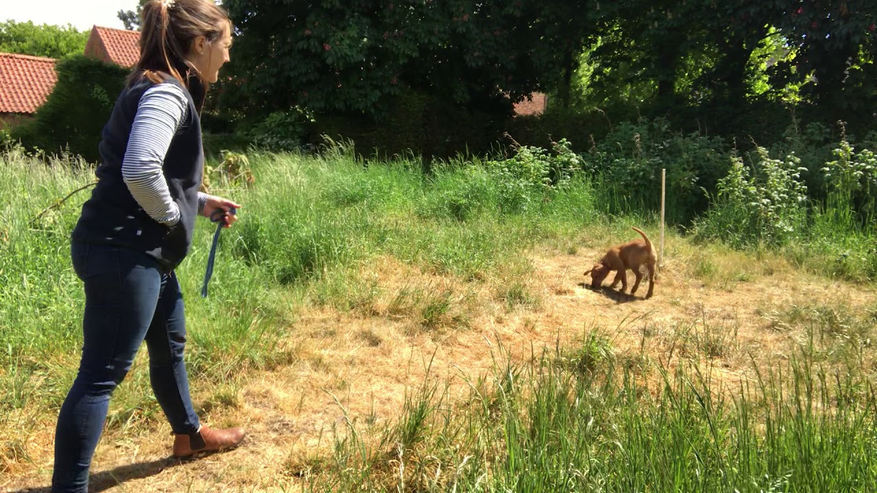 Gundog Puppy Recall - Derrity Gun dogs - Recalling