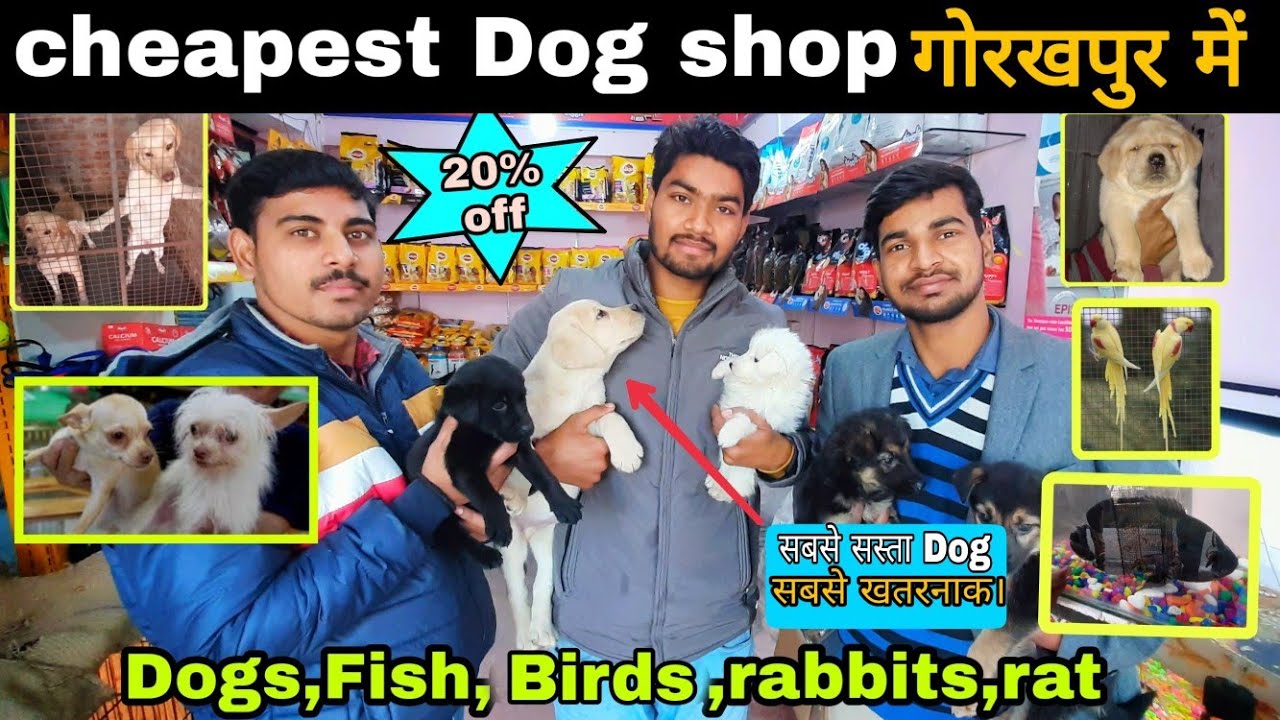 Cheapest dogs pet shop in gorakhpur || Best pets market in Gorakhpur 😱 || Ark vlogs