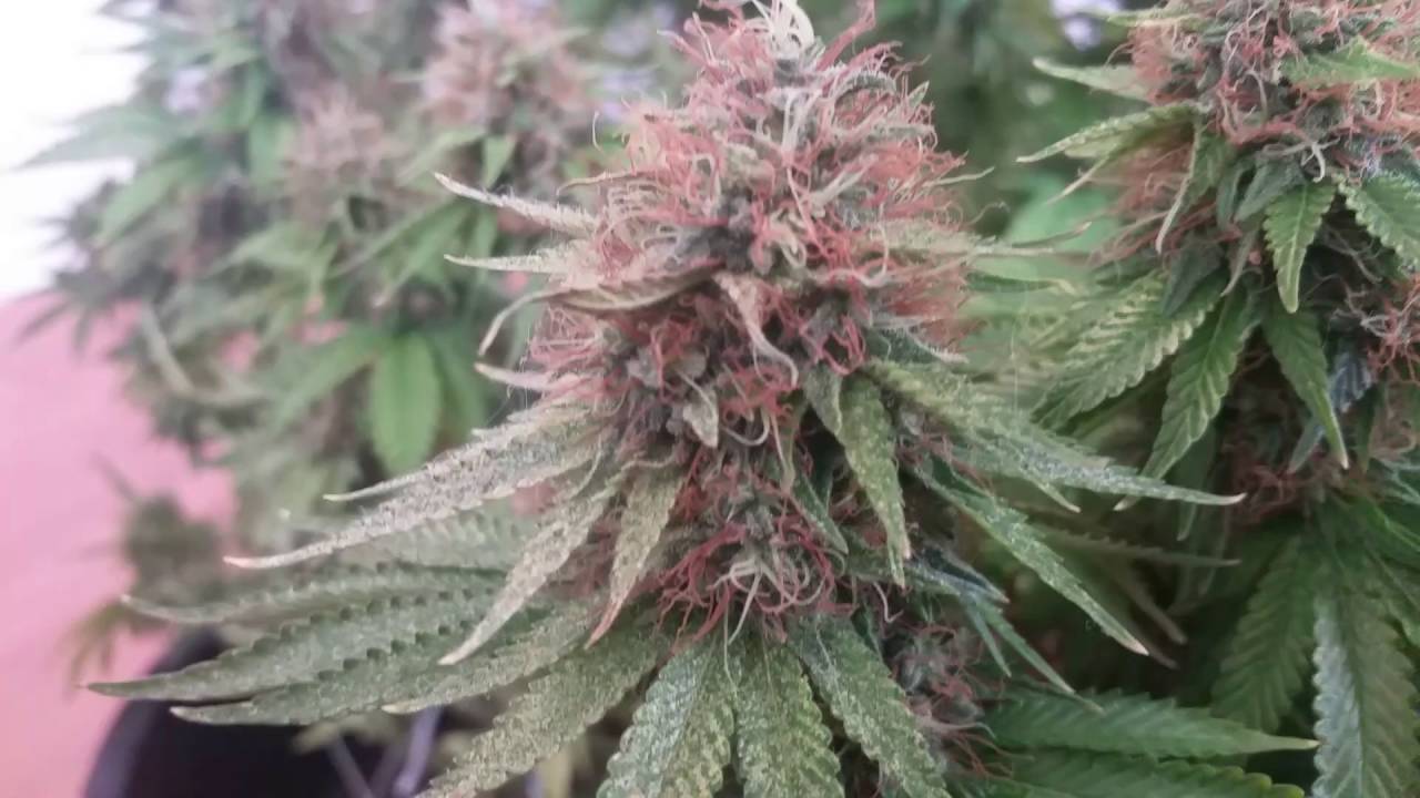 Royal queen seeds sour diesel week 10/11 harvest time! 100% organic!