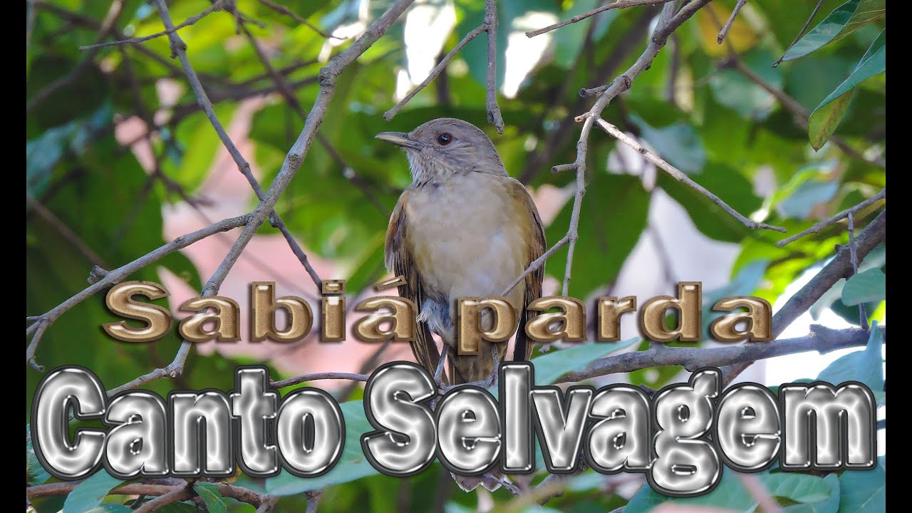 Sabiá parda canto selvagem gravada ao vivo em HQ na natureza para ensinamento de filhotes!