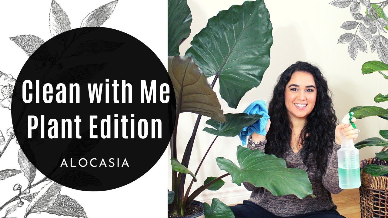 How to Clean your House Plant | Pest Management ft. Alocasia Metal Head | Part 1