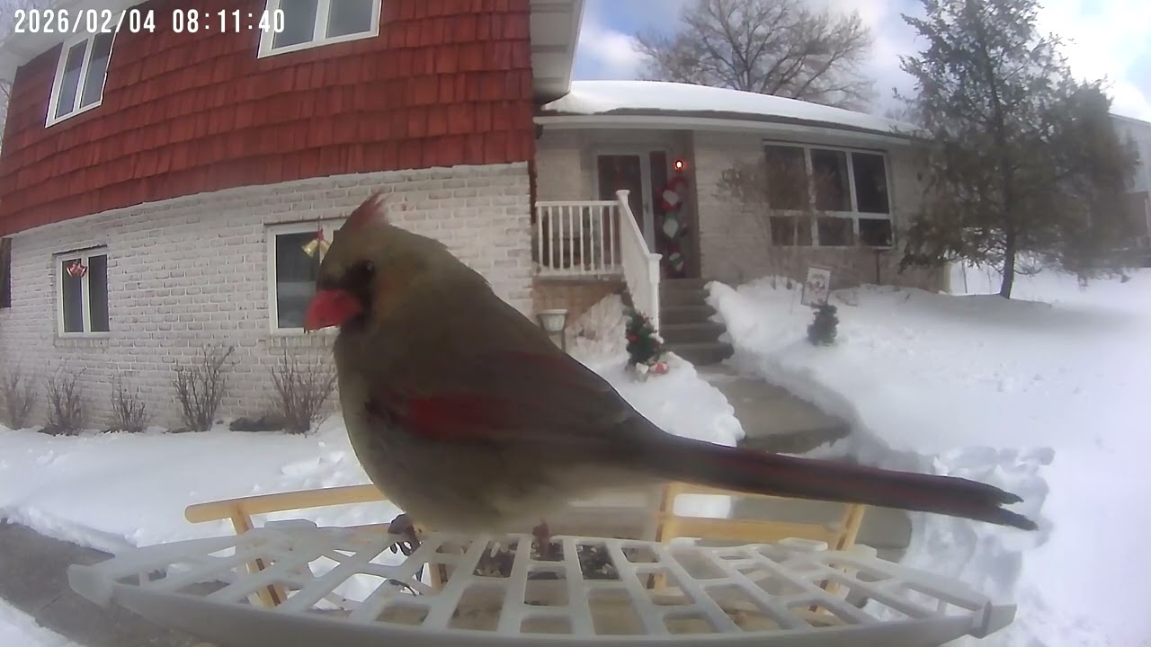 Daily Birdwatching - Netvue Birdfy Birdfeeder Cam - February 4, 2026