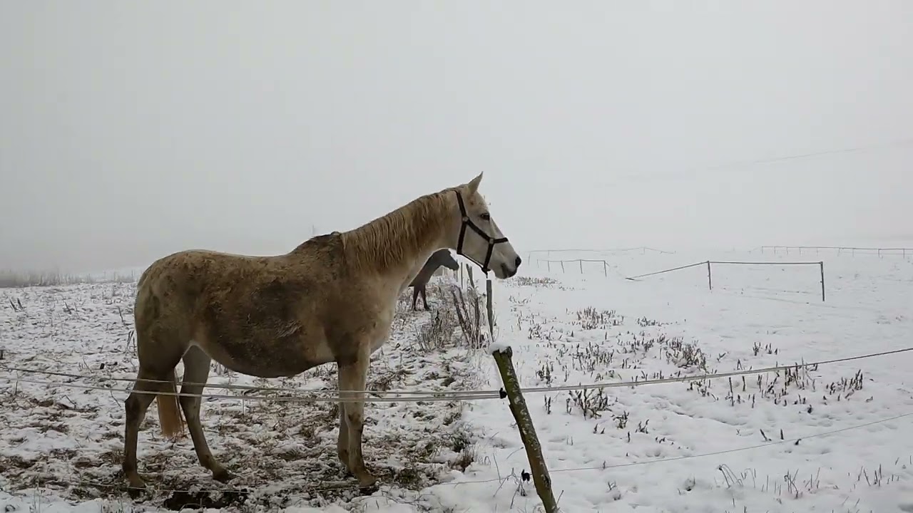Zimowe obowiązki nie tylko przy koniach cz. 1