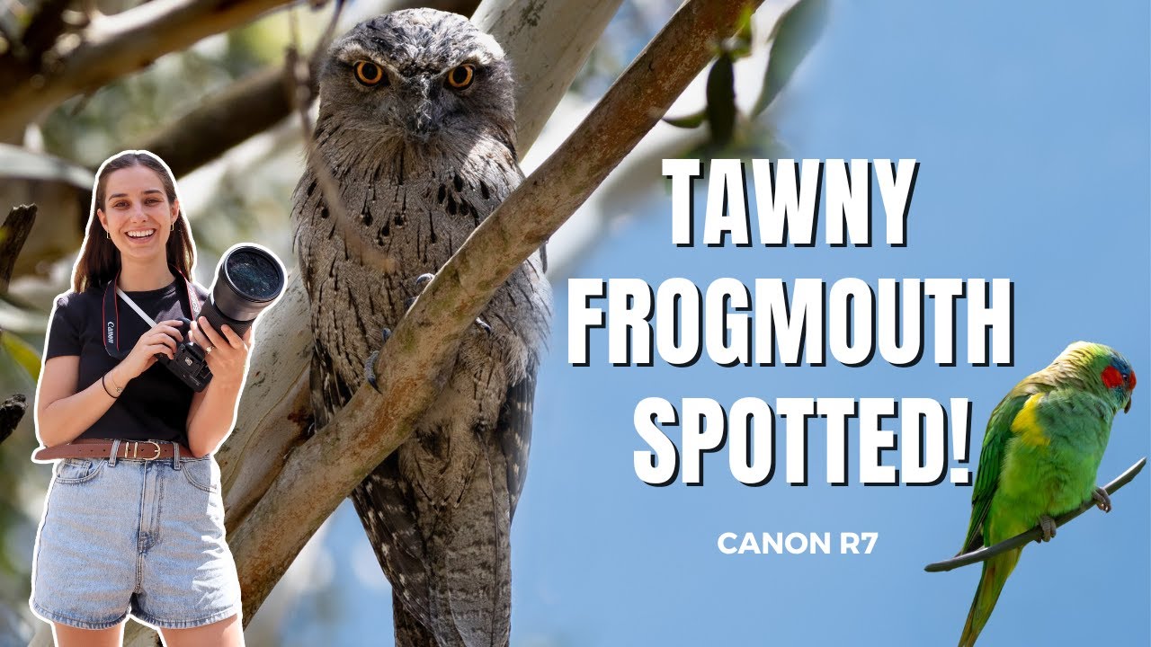 Bird Photography at Blackburn Lake Sanctuary: Tawny Frogmouth & More with Canon R7!