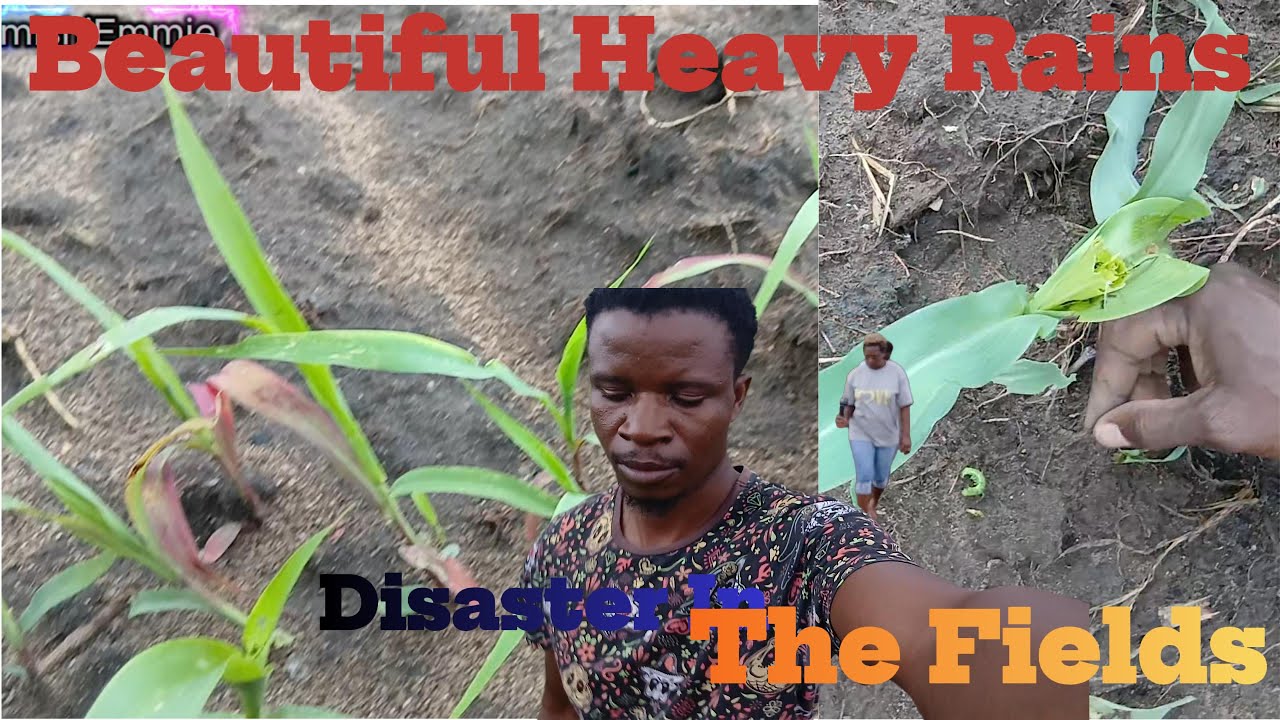 Beautiful Heavy Rains | disaster In the Fields
