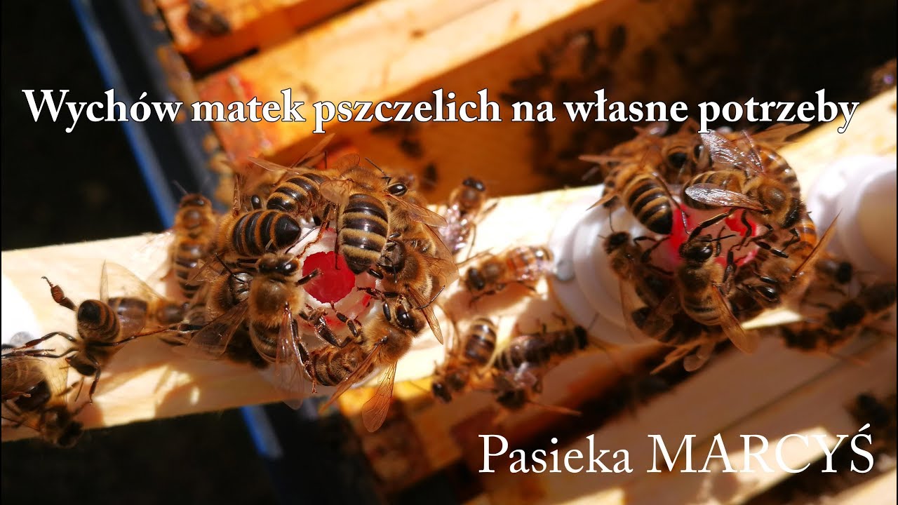 Metoda Alleya czyli uproszczony wychów matek pszczelich.