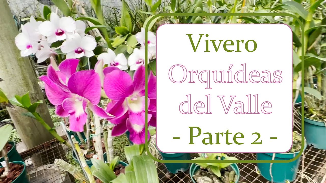 Vivero de Orquídeas del Valle | Alma del bosque en Cali - Parte 2