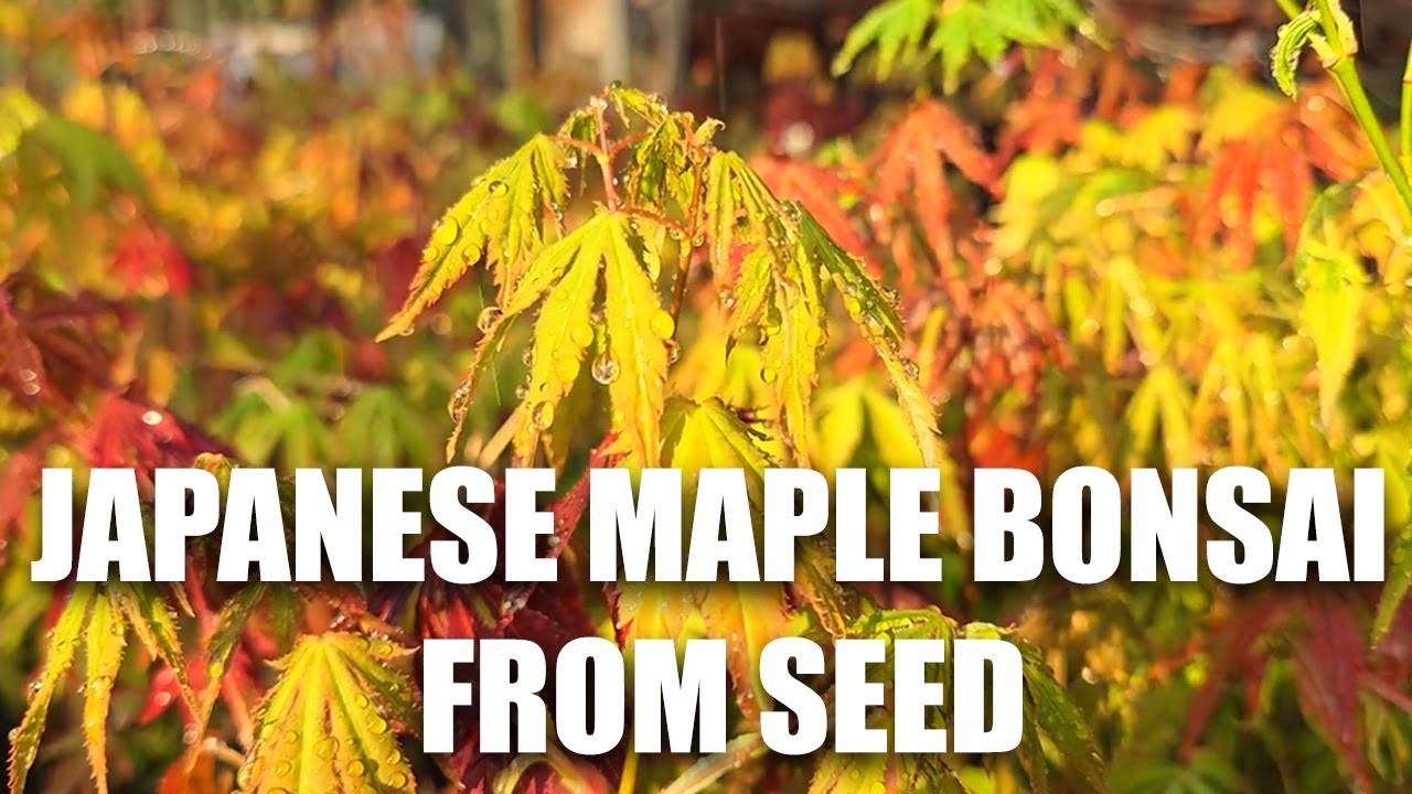 How to grow Japanese Maple from seed to Bonsai
