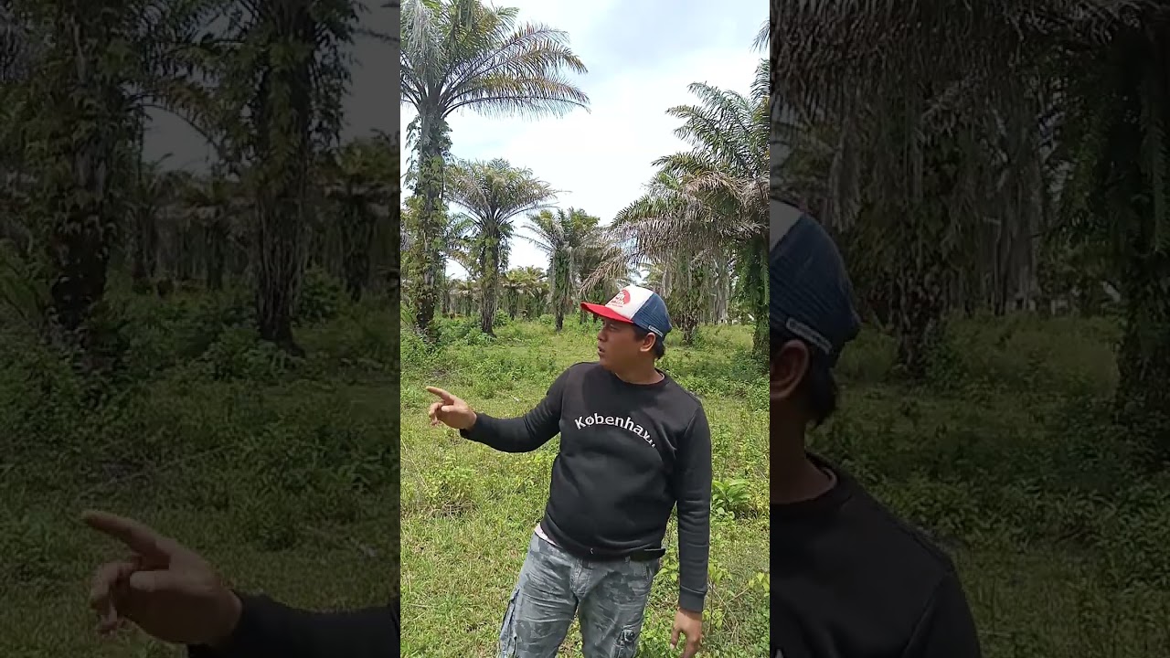 sawit rusak, karna tidak d urus dengan baik.