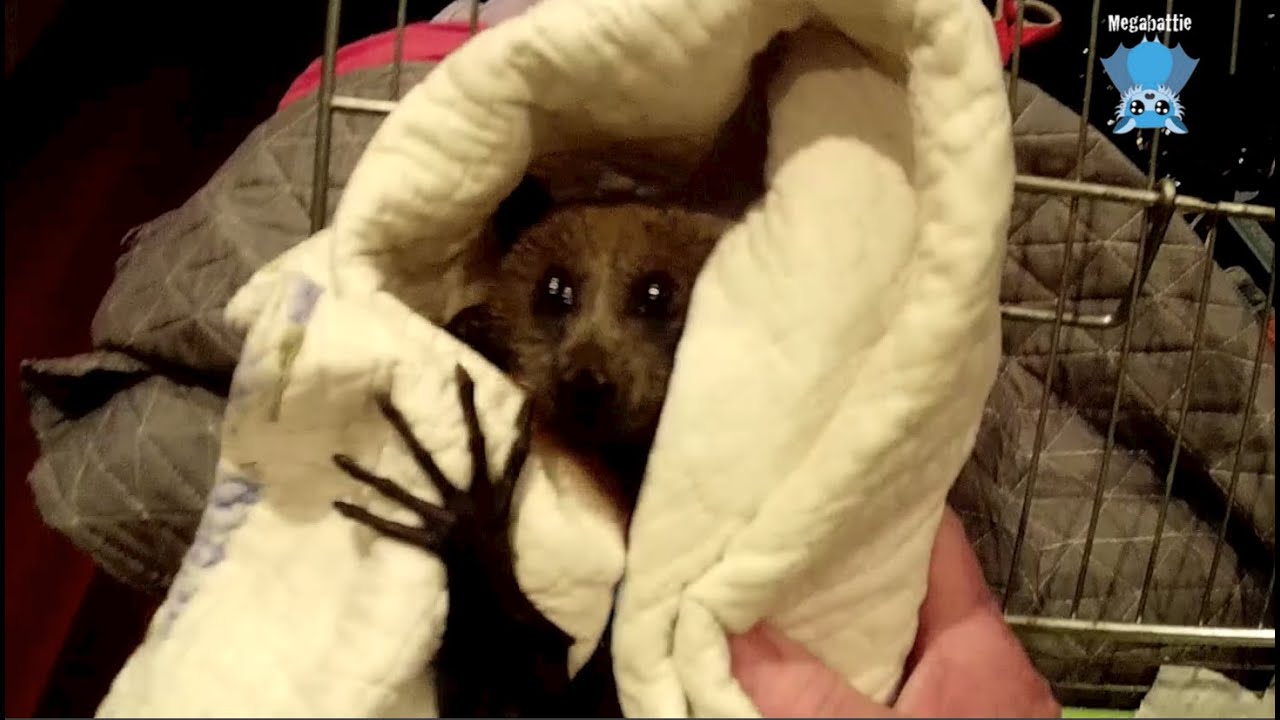 Rescuing a flying-fox in a lightwell courtyard:  this is Dali