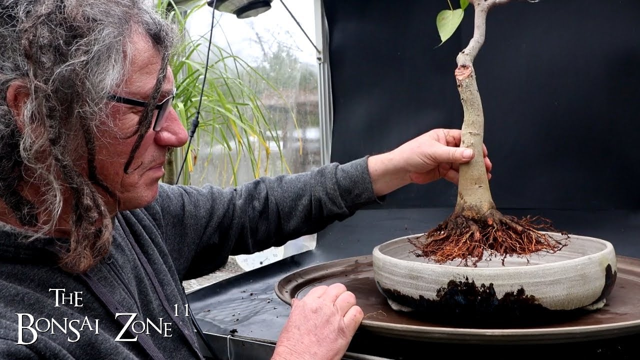 Major Work to My Ficus religiosa, Part 2, The Bonsai Zone, Nov 2024