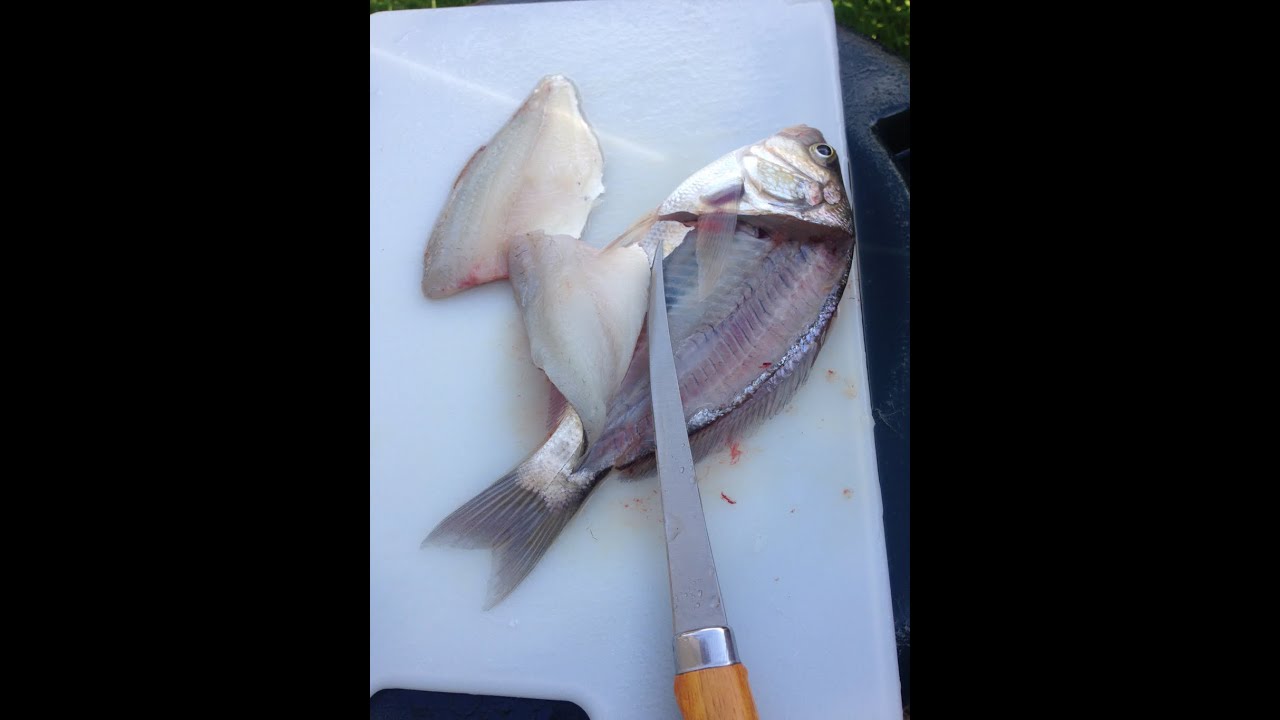 HOW TO FILLET A SURF PERCH