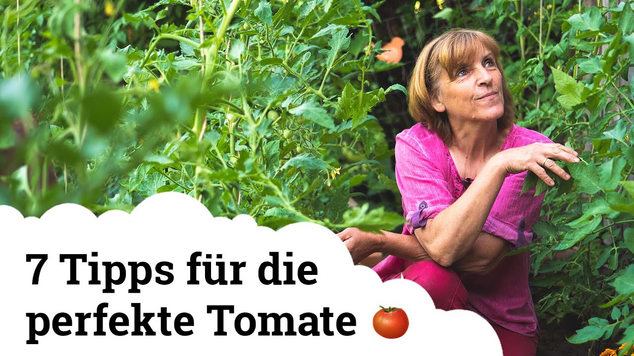 Tomaten | Tipps zum Ausgeizen, Gießen, Anbinden und vielem mehr 🍅