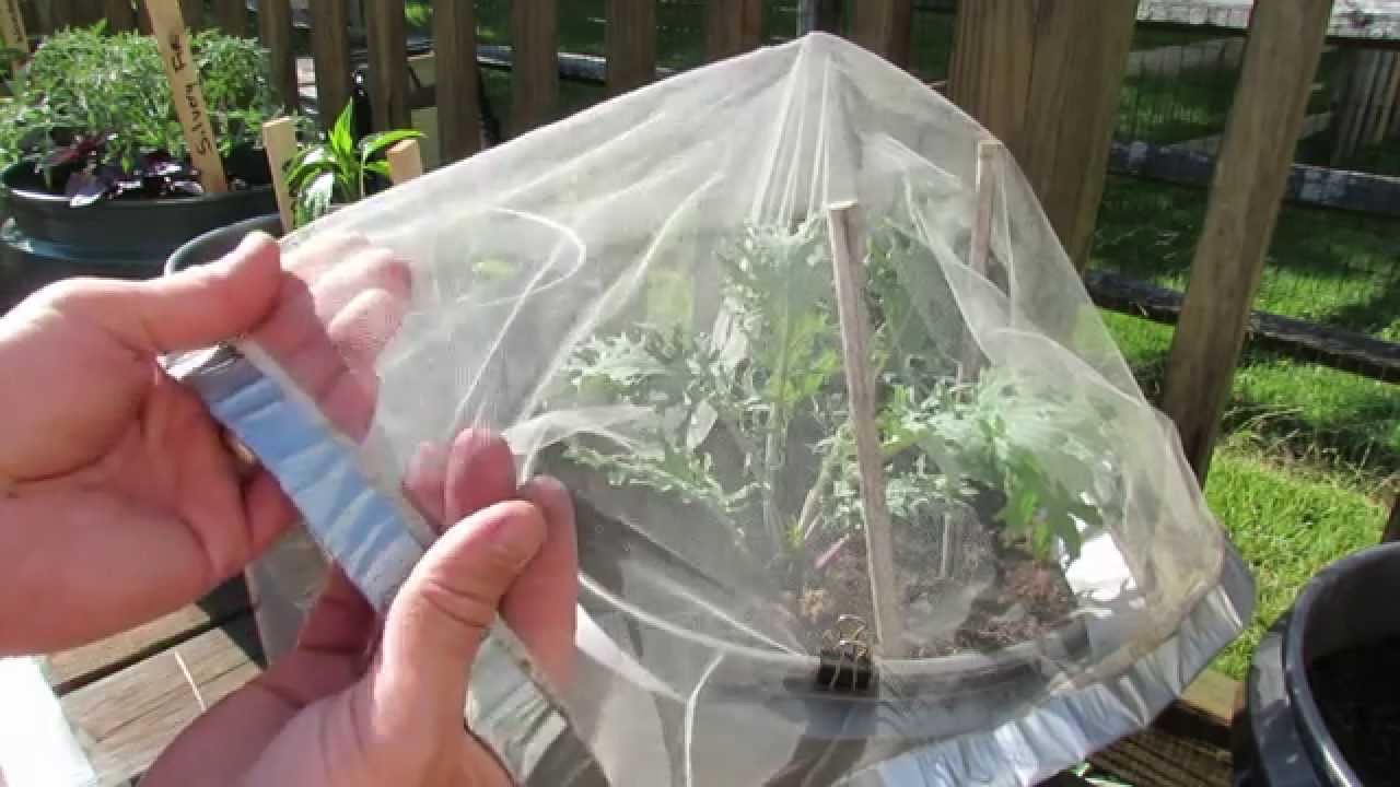 Protecting Kales & Collards Using Tulle Fabric Squares: No Cabbage Loopers! - TRG 2014
