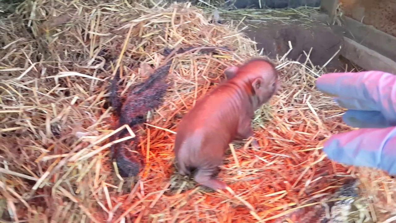 Maialini nani.... 🐷😍🐷😍