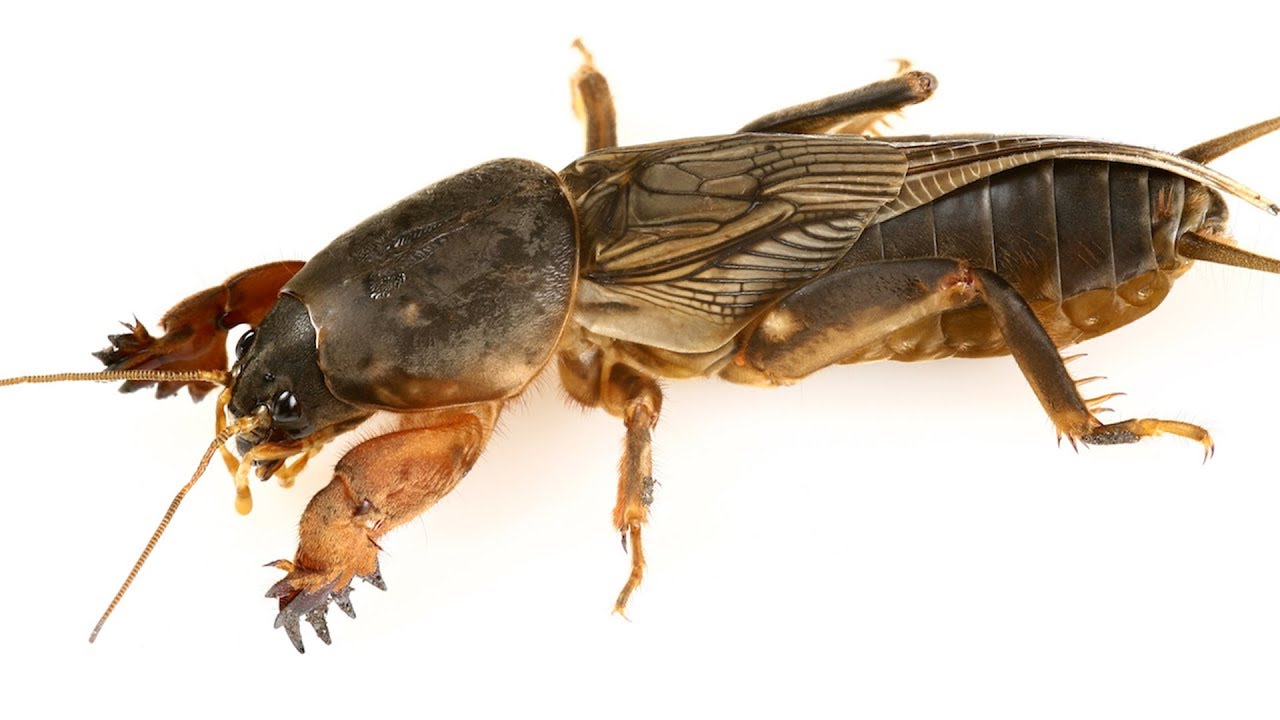 Mole Cricket - Animal of the Week