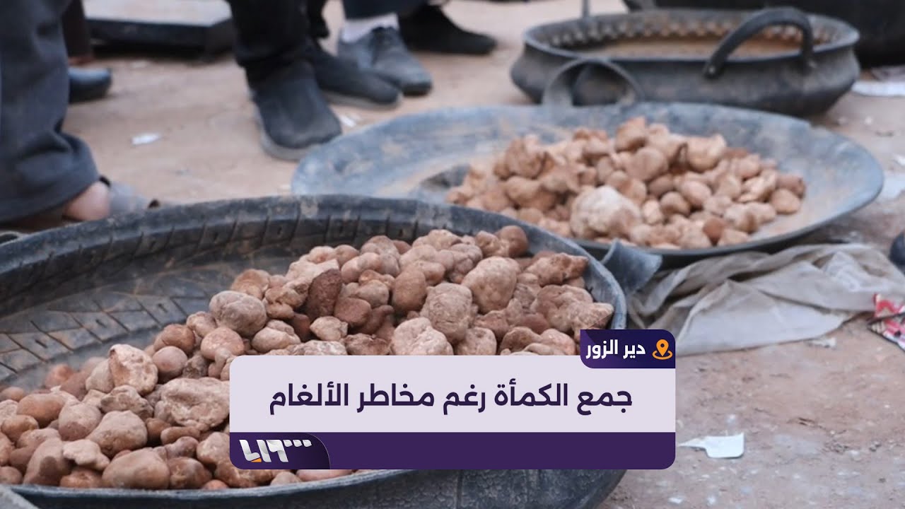 جامعو الكمأة في دير الزور يشتكون من انتشار الألغام في مناطق انتشار الكمأة