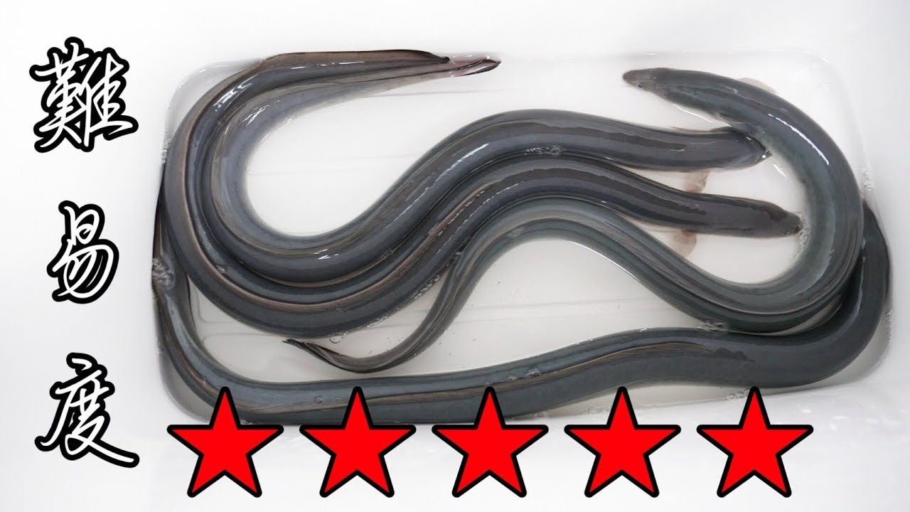 プロの魚屋に、専門外の魚『うなぎ』をいきなりさばいてもらったら、はたしてうまくさばけるの？