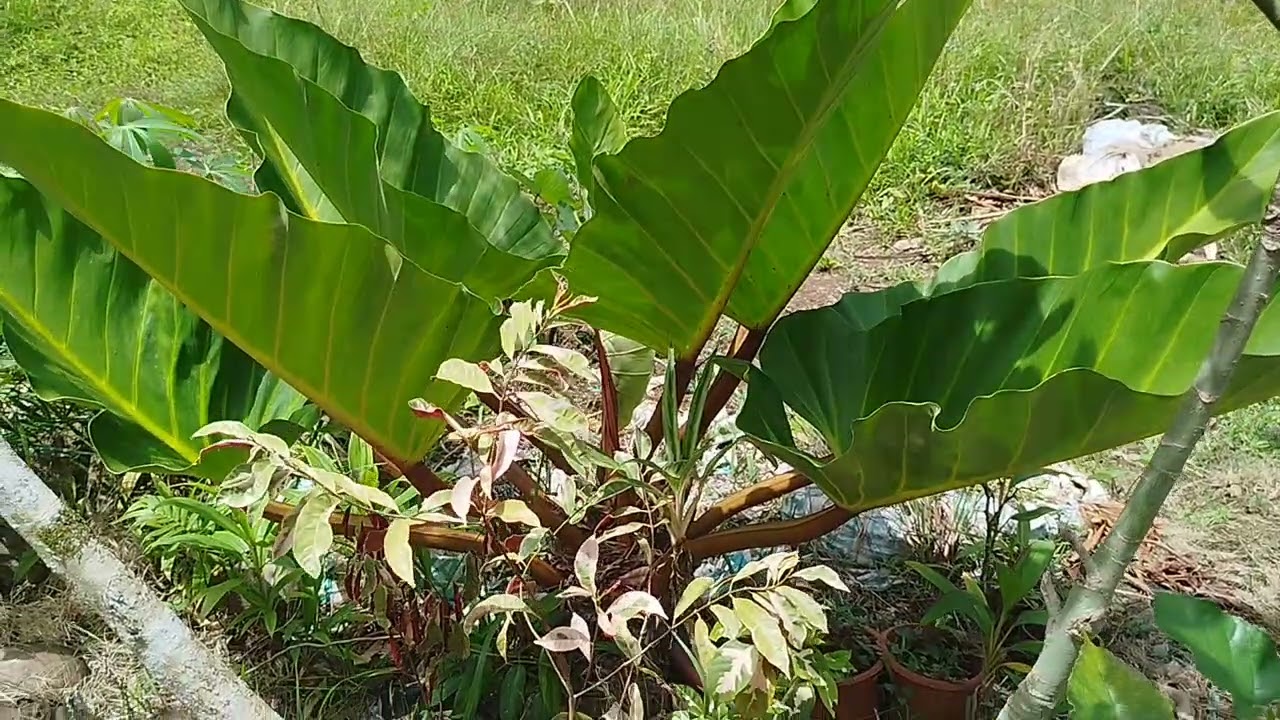 Mga Tanim sa Paligid ng Bahay | Province Life in Bohol Philippines