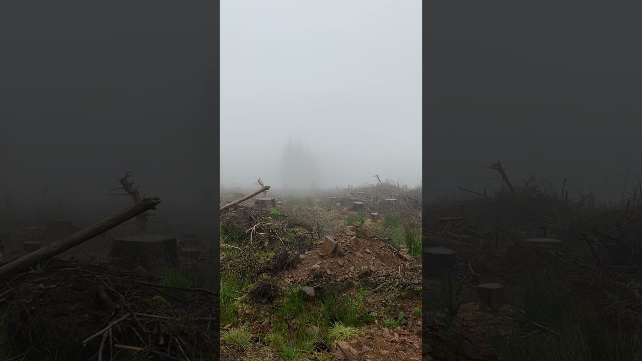 Forestry worker tree planting Scottish woodland Sitka spruce Scotch mist nature view 