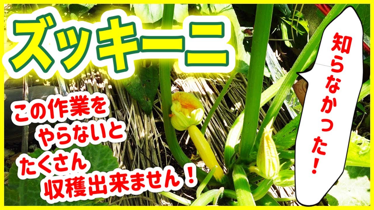 ズッキーニ、この作業をやらないと、たくさん収穫出来ません！！　～狭い庭で家庭菜園～