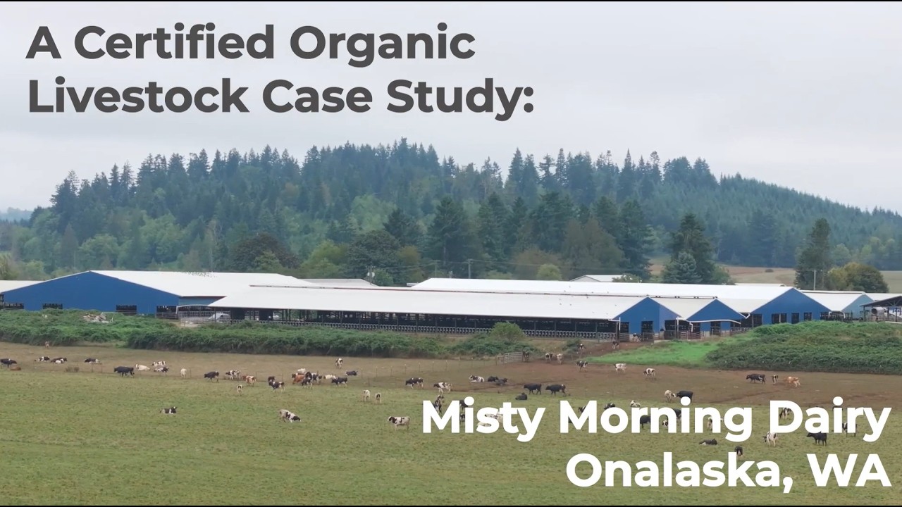 A Certified Organic Livestock Case Study: Misty Morning Dairy (Onalaska, WA)