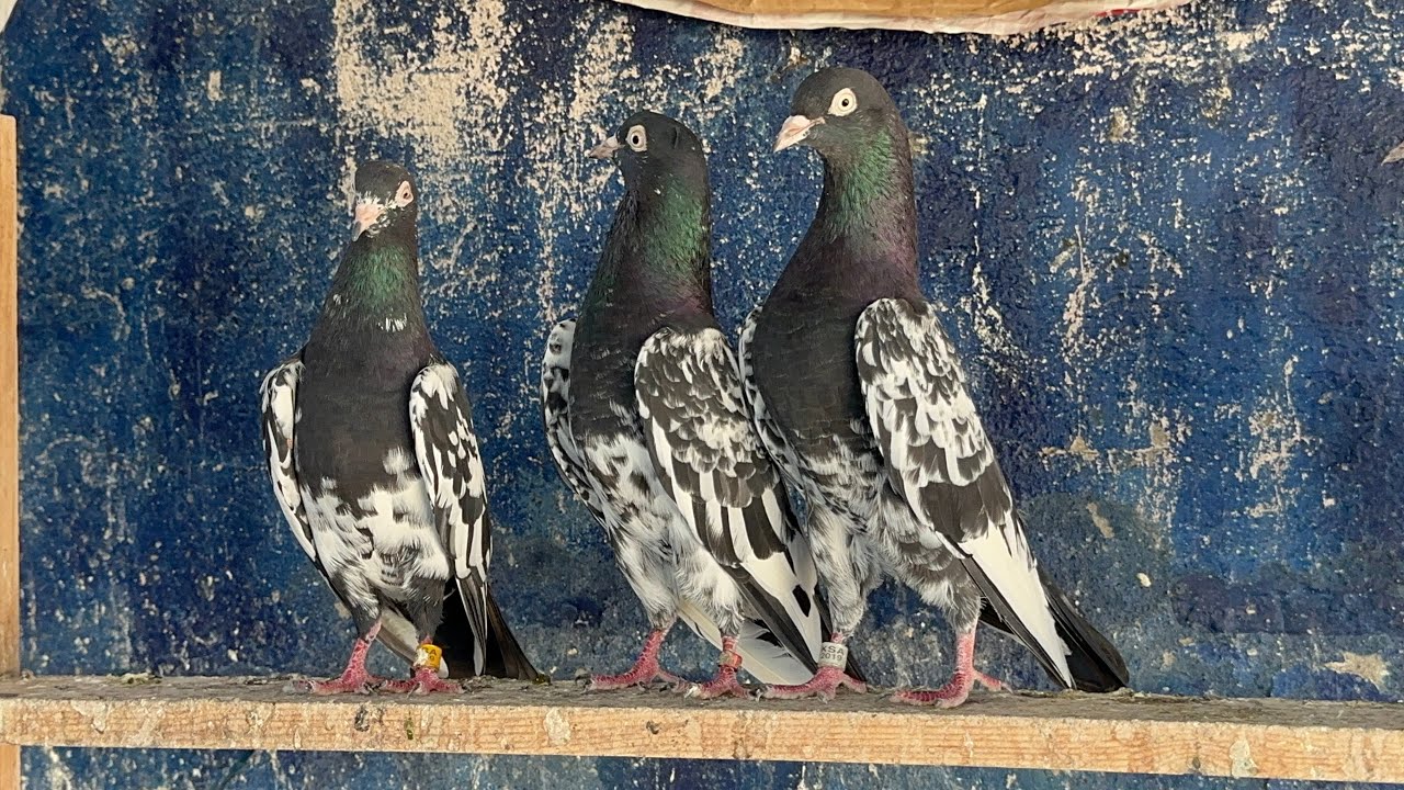 واحد عراق وصلت طيور نهايه العالم🫡🫡🫡🫡🫡❤️🟠🟣🟢