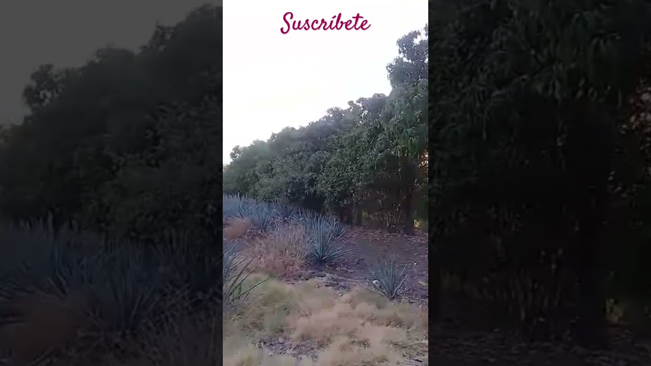 QUIRINGUICHARO MICHOAC&Aacute;N M&eacute;xico