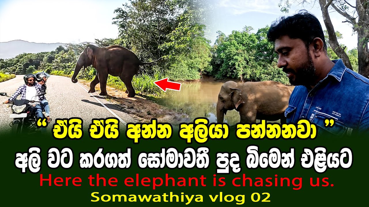 Hey, hey, the elephant is chasing us | ඒයි ඒයි අන්න අලියා පන්නනවා | somawathiya vlog 02