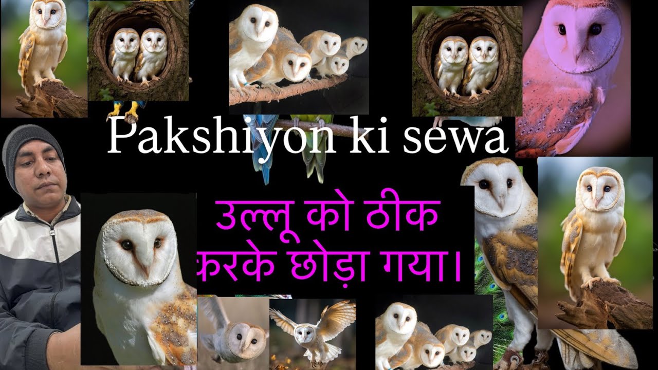 The owl was treated and released.🦉🙏🦉.|| #owl #treatment #release #birds #trending #pakshiyonkisewa 🙏
