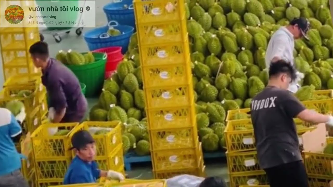 Giá sầu riêng hôm nay 4/2/2026 sầu riêng thái tăng 150k miền tây 