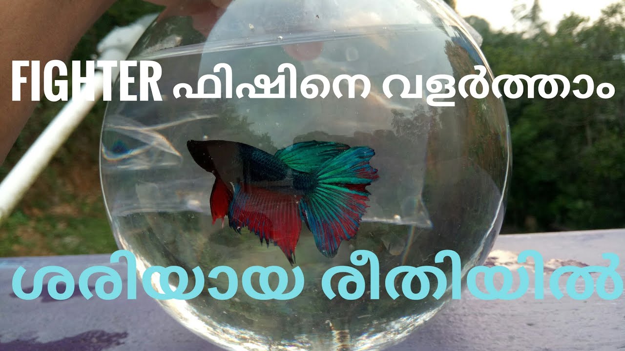 How To Care A Fighter Fish (Betta Fish) Malayalam | എങ്ങനെ ഒരു fighter ഫിഷിനെ നന്നായി വളർത്താം