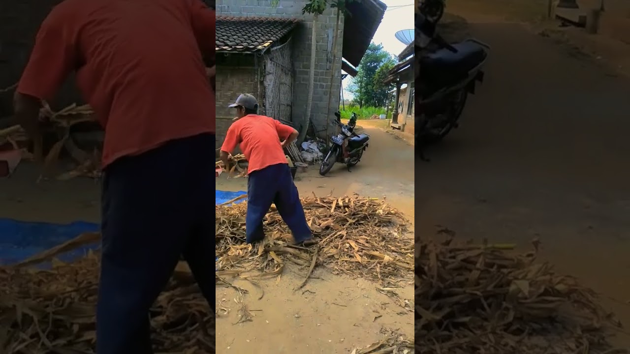 utilization of corn agricultural waste in the dry season🐮