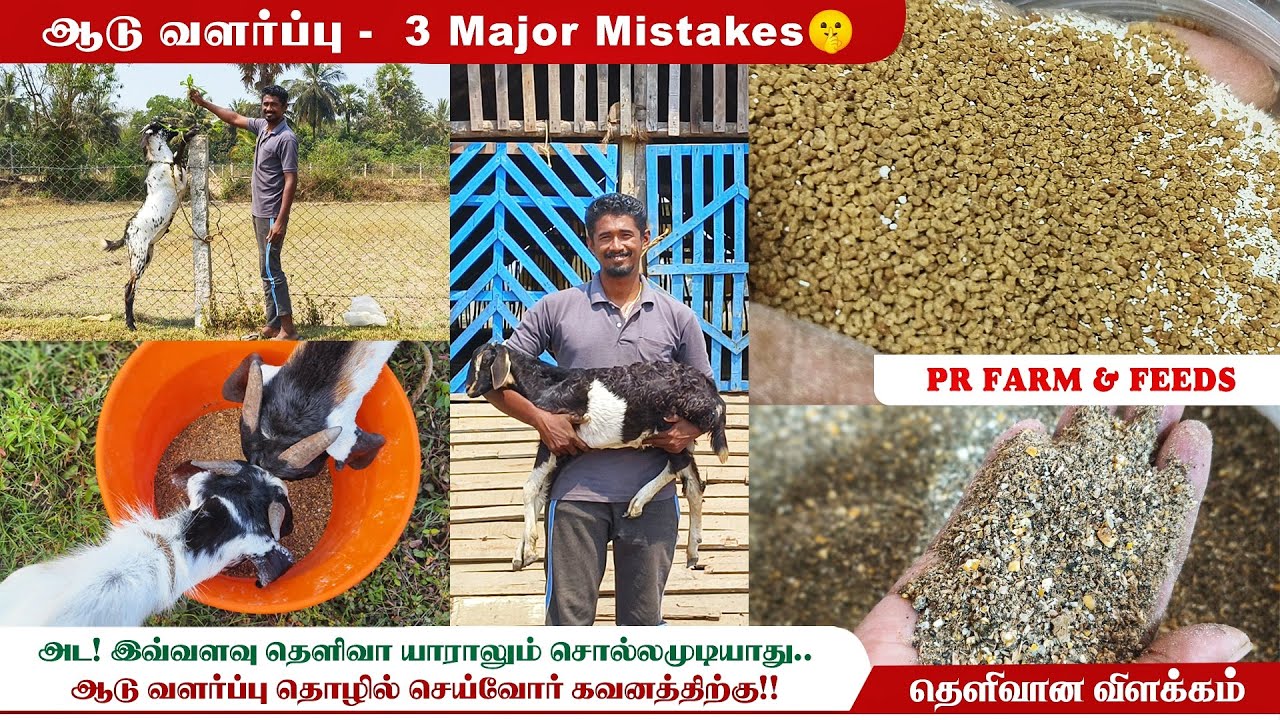 🐐ஆடு வளர்க்கும் முன் கட்டாயம் பார்க்க வேண்டிய பதிவு|  Beginners must watch ❗| PR Goat & Feeds