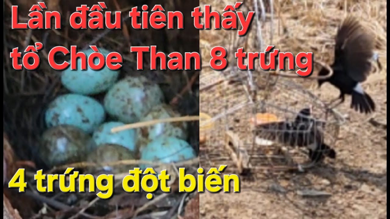 Lần đầu tiên thấy tổ Chòe Than 8 trứng, có 4 trứng đột biến/ Tùng 90