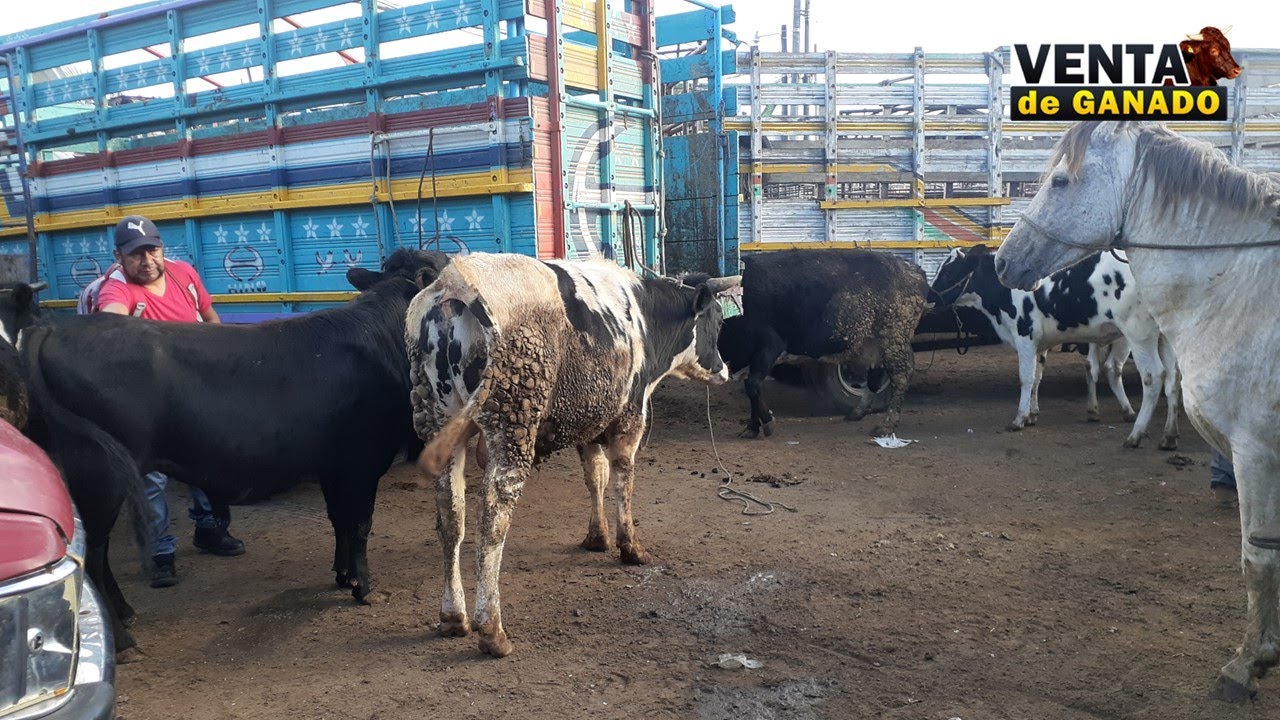Venta De Ganado, Hoy Vimos Hermosas Vacas, Toros, Cabras O Chivos , Cerdos Y Mucho Mas