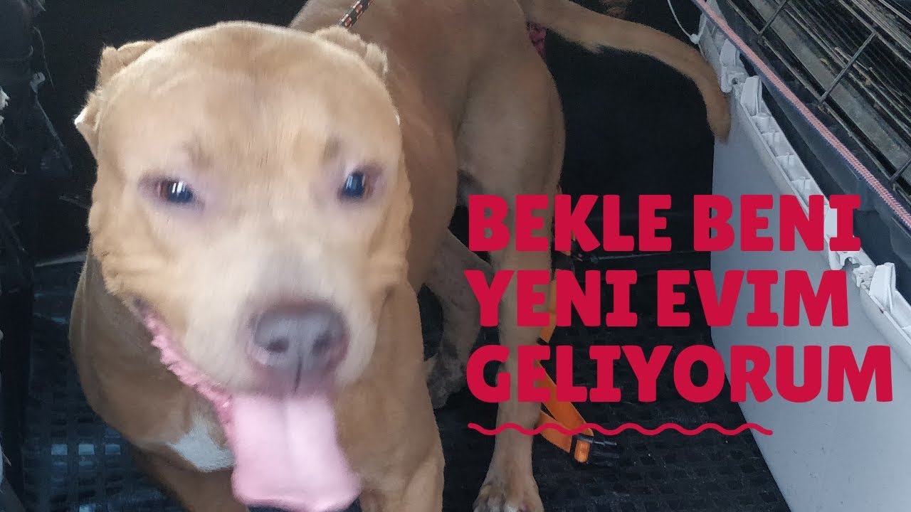 Terk Edilen Pitbull Yeni Evine Gitti  [ KÖPEK BAKIMI ]