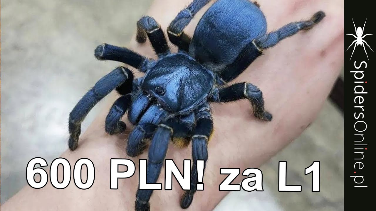 Unboxing NAJDROŻSZYCH ptaszników - spidersonline.pl