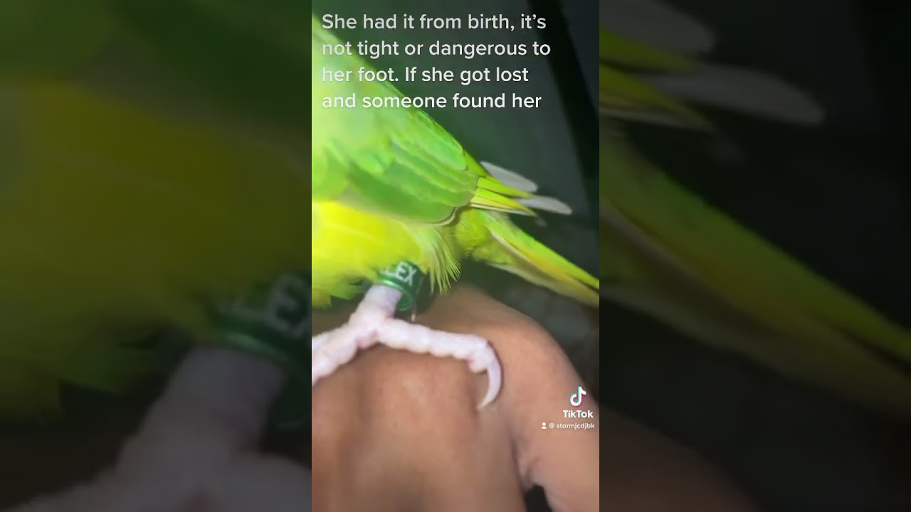 Explaining leg rings #birb #birds #birdslover #birdsofyoutube