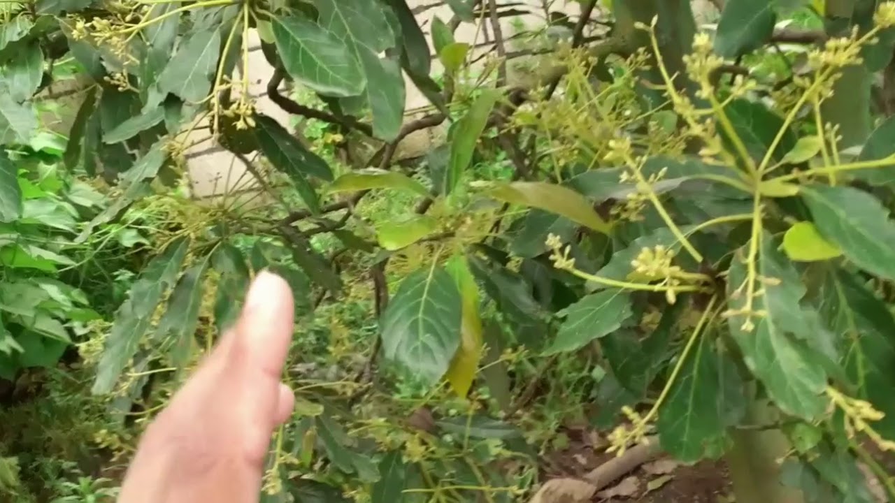 caída y aborto de la floración en aguacate o palto- manejo y control- uso de reguladores