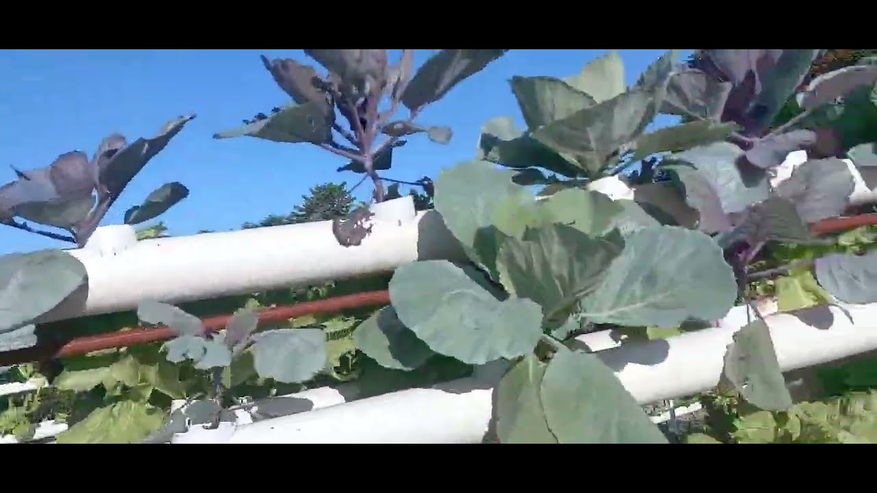 Hydroponics update Jan.17, 2025