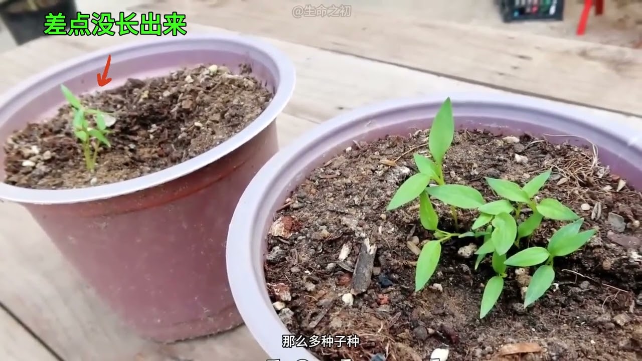 八十天从种子到辣椒成熟的全过程。 #种植 #种植小技巧 #盆栽