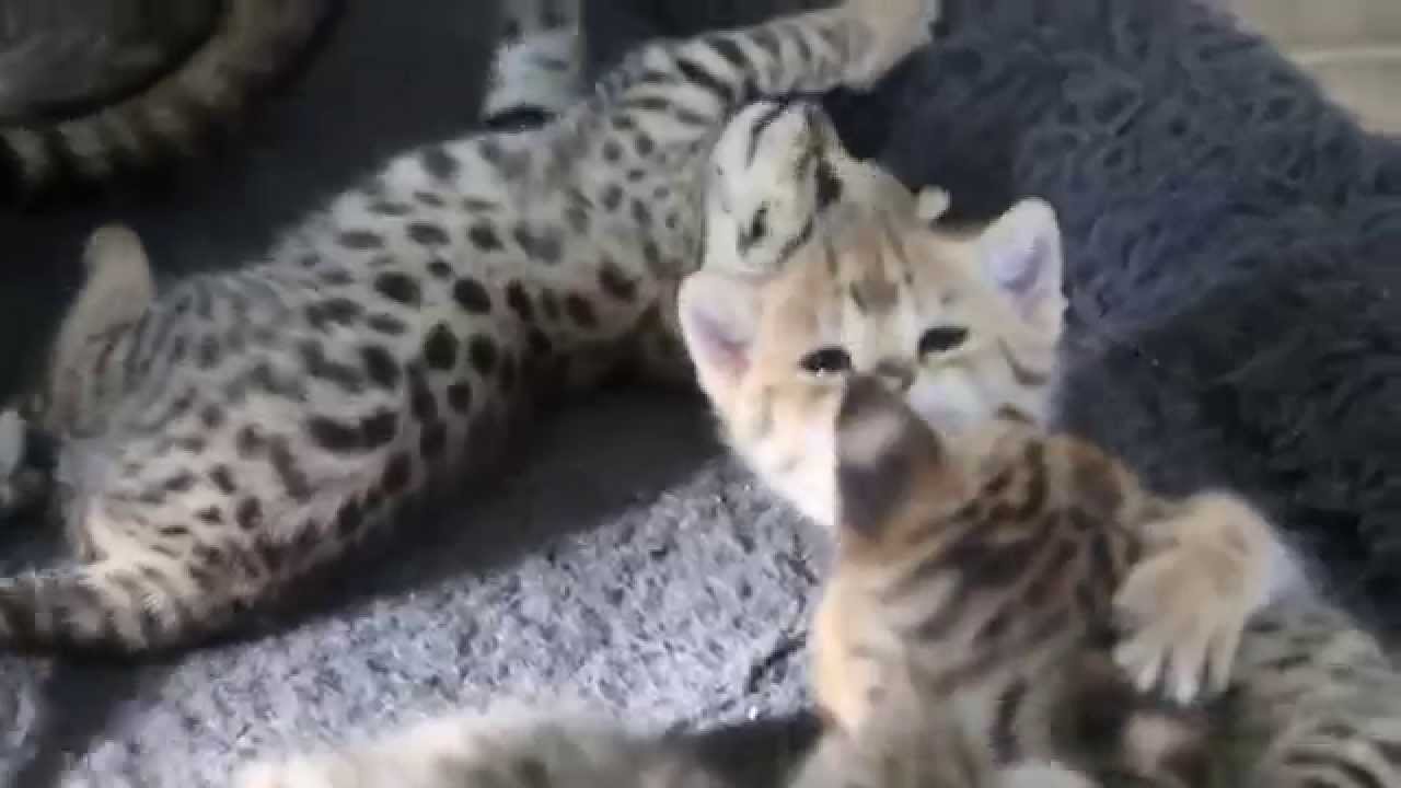 F1 Savannah Kittens (4 wks old) - F1Hybrids Savannahs&trade;