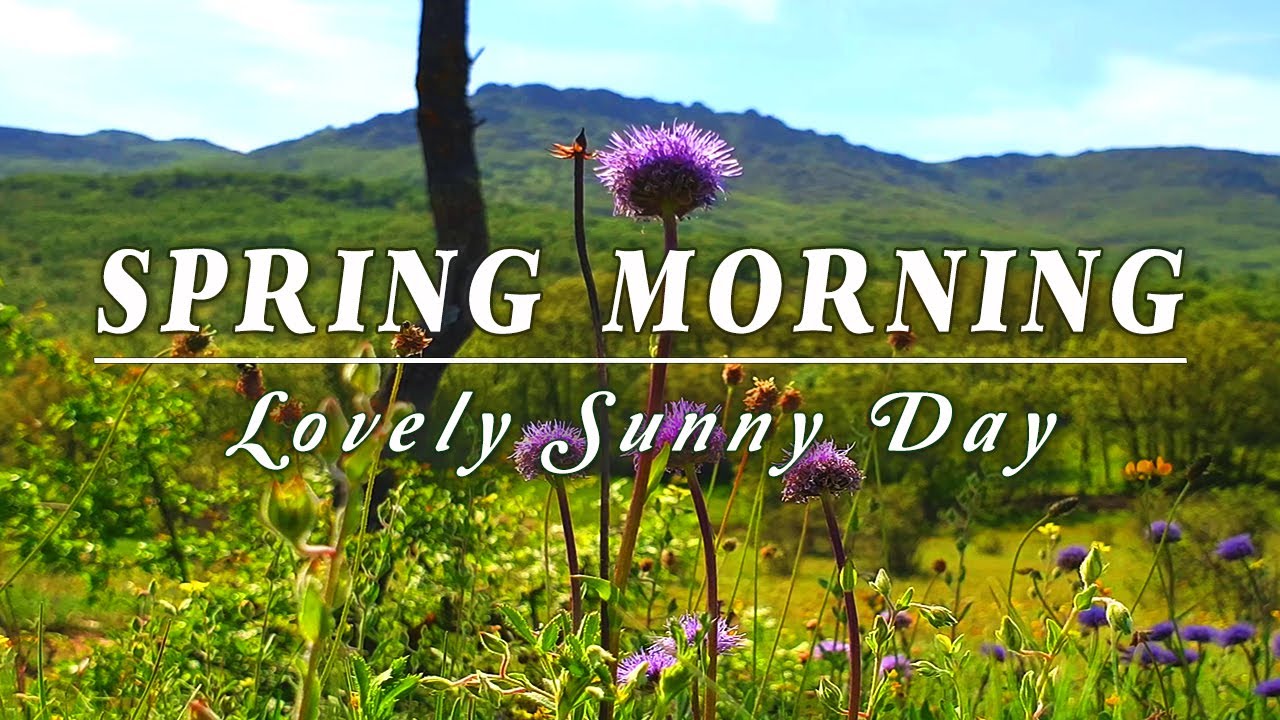 Spring Sunny Day Ambience to Start Fresh🌷 Morning Sounds🌞 Healing Nature Meditation for Positive Day